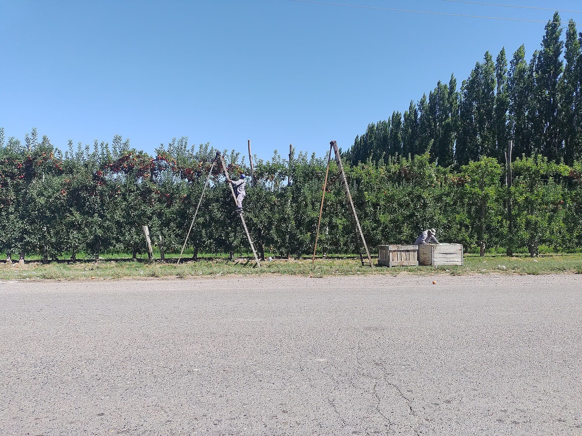 Cosecha de manzanas en Allen: escaleras apoyadas en una cortina de frutales y bins de madera junto al camino